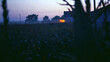 © Olga - Sunset Silhouette Through Tall Grass Field