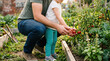 © ArtFocus Studio - Father and young daughter harvesting ripe red cherry tomatoes in an outdoor backyard vegetable garden.