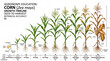 © ENDRY - Corn growth stages timeline.