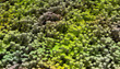 © Connect Images - Abstract 3D art with green, yellow, and brown pixel-like blocks in a landscape pattern.