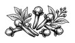 © Prashanjit Dev - Stylized clove spice black and white vector botanical illustration