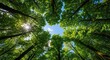 © Morita - Looking up through lush green forest canopy towards a bright blue sky with sun rays filtering through leaves.