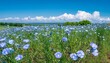 © Crystal - flax linseed flower flaxseed plant blossom field linum usitatissimum or common flax flower linseed flaxseed oil crop close up of blue flax seed flower in linseed garden flaxseed herbal bloom
