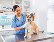 © Silvia - Veterinarian Examining Dog During Routine Health Checkup