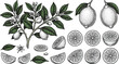 © Youniskhan - Line art illustration of lemons arrangement with slices and leaves on branch