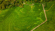 © Андрей Нелупов - Aerial view of green tea plantation rows with dirt road