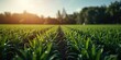 © AbstractAI - Green grass field at sunset with rows of crops