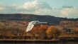 © vxnaghiyev - Peaceful swan journeying south through tranquil landscape