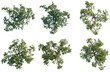 © DH Tree Stock - Set of  Arctostaphylos hurd tree plan, top view, cutout, transparent background, isolate, Collection of lush green trees isolated on black background - ideal for landscape design and digital art.