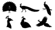 © Kulsum - Beautiful peacock silhouette icon set featuring black vector birds flying standing head profile and displaying decorative tail feathers