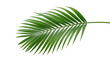 © MD - Single lush green tropical palm leaf frond with tropical botanical isolated tropicalleaf naturebackground houseplant decorative transparent background