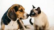 © Tarek - Friendly dog and cat touching noses together on white background