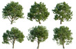 © KP Stock - Set of Acer pseudoplatanus tree, elevation, front view, cutout, transparent background, isolate, Collection of Green Trees with Detailed Foliage - Perfect for Landscapes and Natural Scenes