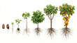 © ENDRY - Cacao plant growth stages.