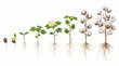 © ENDRY - Cotton Plant Growth Stages Life Cycle White Background.