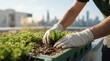 © ShortFilmStock - Close up of hands planting succulents in soil tray on city rooftop garden, urban agriculture concept, sustainable living, green architecture background with skyscrapers in