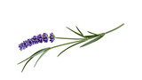 Purple lavender flower sprig with green leaves