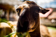 © Mat Rick Photography - A close up of a llama eating grass in the Sacred Valley near Cusco in Peru.