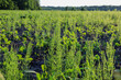 © Олег Струс - ​A green soybean field is heavily overgrown with field horsetail under the warm evening sun. Invasive weeds create a dense textured carpet among crops on fertile agricultural soil.
