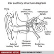 © Stock collections - Human Ear Auditory Structure Anatomy Vector Diagram, Outer Middle and Inner Ear Chart with Pinna Cochlea Ossicles Tympanic Membrane Labels, Medical Sketch on Transparent Background