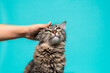 © sandor - Hand Petting a Fluffy Tabby Cat Against Turquoise Background