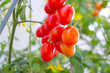 © Kwangmoozaa - Bunch of fresh ripe red grape tomatoes hanging on the vine in organic garden