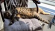 © Zita Khasanova - Funny tabby cat sleeping on a luxury armchair with a chic bohemian fringe pillow, elegant domestic pet stretching legs on a soft woven textile cushion in a stylish classy room, cozy home interior.