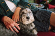 © Natalie Wheeler - Havanese dog cuddling in lap of woman with polka dot skir