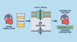 © Bima - Cardiac Glycoside Digoxin Mechanism Action Atrial Fibrillation Control