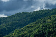 © Cavan - Fresh green forest woodland mountain landscape in cloudy day