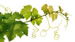 © Sophia - Green grape vine leaves and tendrils on white