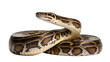 © Johanna - Python snake coiled with brown and beige patterned scales
