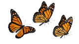 Three monarch butterflies with orange and black wings, isolated on transparent background