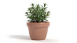 © Anindito - A small green herb plant growing in a simple terracotta pot on a white background, studio shot.