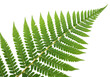 © Shakib - Green fern leaf isolated on transparent background