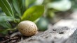 © aaji - bird nest with eggs