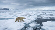 © pinan - A lone polar bear walking across floating ice, with a cold, snowy landscape stretching endlessly. A Polar Bear on Arctic Ice Floes