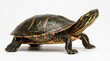 © Hello Stock - Painted turtle standing on a plain surface isolated on white background
