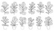 © adivanaz - Set of sketch style potted houseplant illustrations, hand drawn botanical outline drawings, organic interior decor elements, garden flora sketches