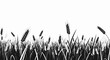 © Lebran - Black and white wheat grass field.