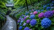 © NeoToneStock - 雨に濡れた庭の小道沿いに咲く色鮮やかなアジサイ
