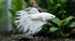 © Hendrik - Elegant White Betta Fish Swimming in Aquarium with Lush Green Plants