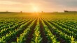 © Intelligent Horizons - Expansive agricultural field with neatly planted rows of vibrant green crops bathed in the soft warm glow of a golden hour sunrise or sunset symbolizing life and agricultural abundance