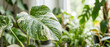 © MaksymFilipchuk - Variegated houseplant leaf with water droplets in bright indoor tropical greenery