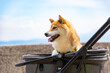 © taa22 - ペットカートに乗った柴犬