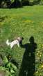 © Asya Molochkova/Stocksy - Small Cavalier Spaniel on Meadow with Dandelions