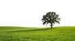 © Asiya - Solitary oak tree casting shadow on vibrant green grass field during daylight