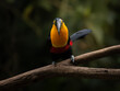 © Waldemar Seehagen - The channel-billed toucan (Ramphastos vitellinus) in Atlantic Forest natural environment