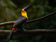 © Waldemar Seehagen - The channel-billed toucan (Ramphastos vitellinus) in Atlantic Forest natural environment