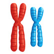 © HakujiHaruka - Two Chromosomes Illustration Isolated on White Background
